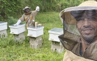 Levantando Beehives in Gurabo, Puerto Rico with Beekeepers Julian and Edgardo