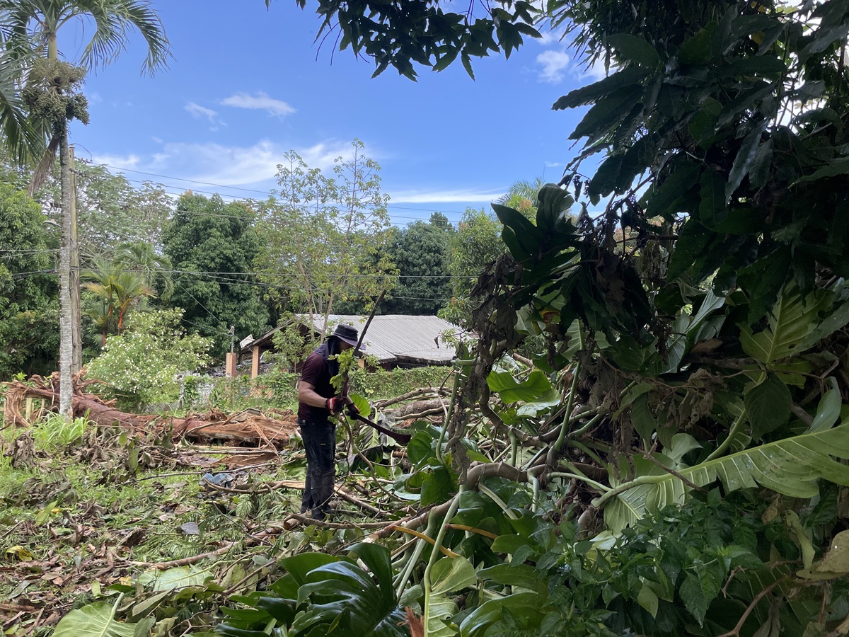 2025-09-06 Tree removal