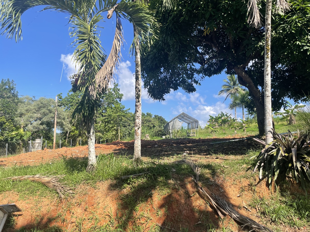 2025-10-19 AFTER Trees Removed