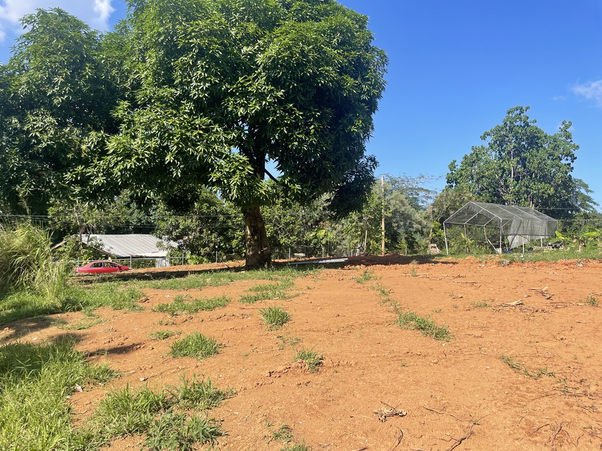 2025-10-19 AFTER Trees Removed2